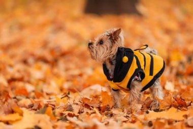 Sonbahar parkında Yorkshire Teriyeri