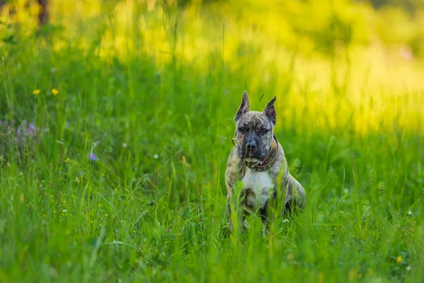 Pit bull cão retrato — Fotografia de Stock