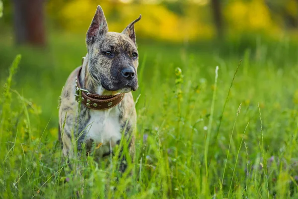 Πορτραίτο σκύλου pit bull — Φωτογραφία Αρχείου