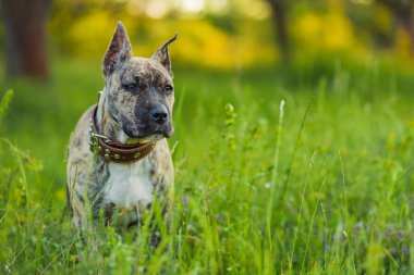çukur boğa köpek portre