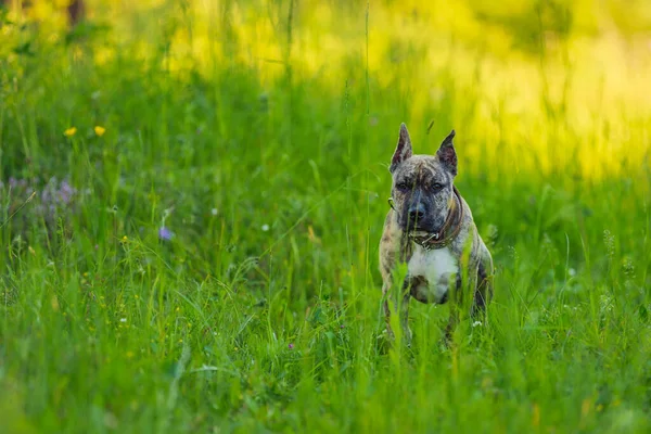 Stier van de kuil hond portret — Stockfoto