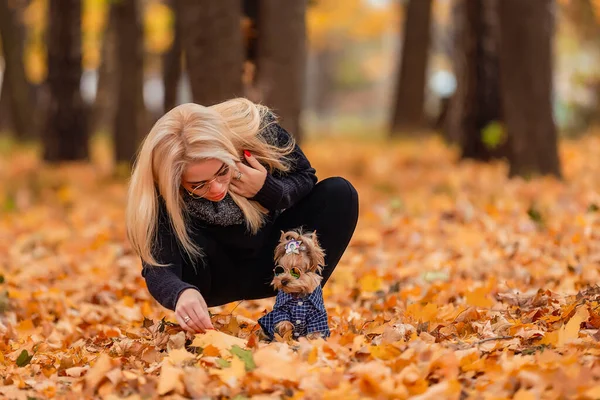 Menina com cão Yorkshire terrier raça — Fotografia de Stock