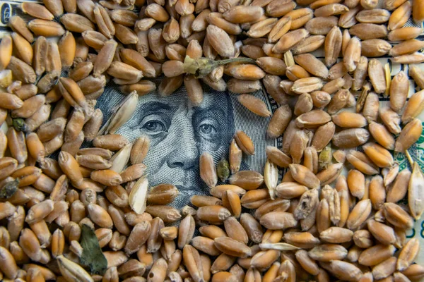 面额100美元的小麦谷物钞票 — 图库照片