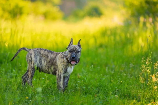 Stier van de kuil hond portret — Stockfoto