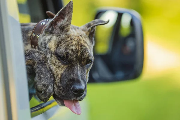 Dog peeking out car window — Stock Photo, Image