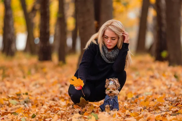 Girl with dog Yorkshire terrier breed — Stock Photo, Image