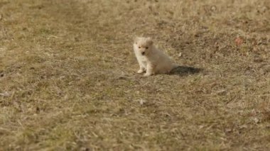 Küçük köpek çimenlerde koşuyor.