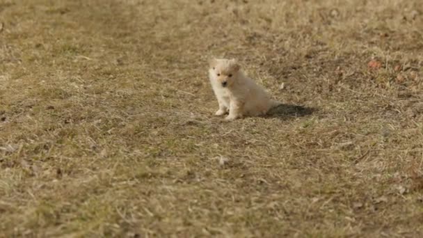 잔디 위를 달리는 작은 강아지 — 비디오