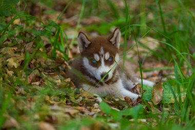 Husky köpek yavrusu yerde oturuyor