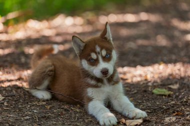 Husky köpek yavrusu yerde oturuyor
