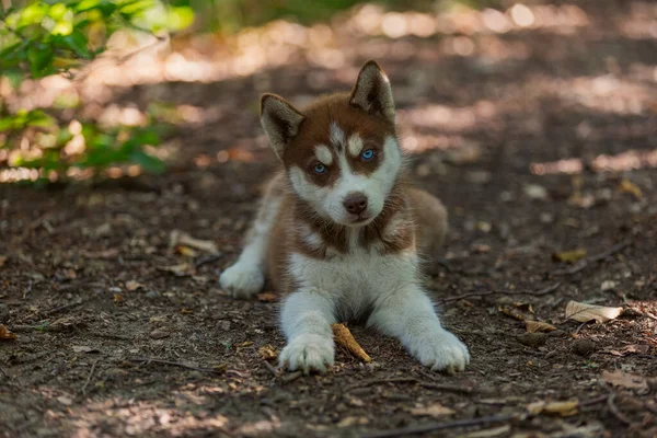 Husky puppy sitting on the ground — Stock Photo, Image