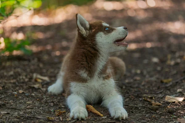 Husky puppy zit op de grond — Stockfoto