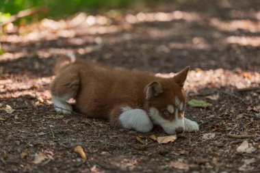 Husky köpek yavrusu yerde oturuyor