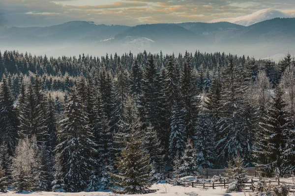 Snowy las w górach — Zdjęcie stockowe
