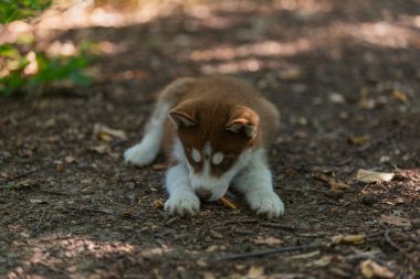 Husky köpek yavrusu yerde oturuyor