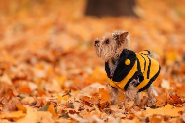Sonbahar parkında Yorkshire Teriyeri
