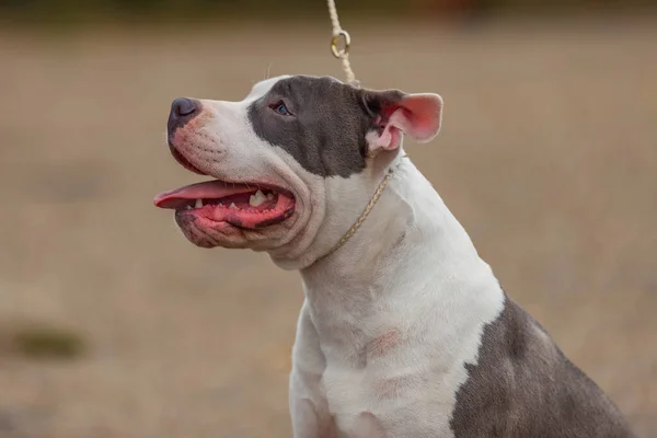 Pitbull terriër hond zittend op de speelplaats — Stockfoto