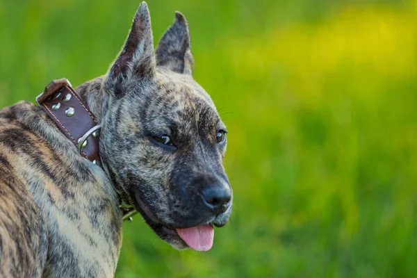 Pidpool köpeği doğada yürüyor.