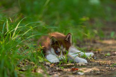 Husky köpek yavrusu yerde oturuyor