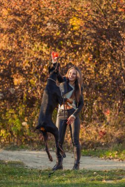 Kız doberman köpeğiyle oynuyor.