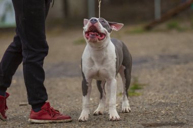 Pit bull terrier köpeği parkta oturuyor.