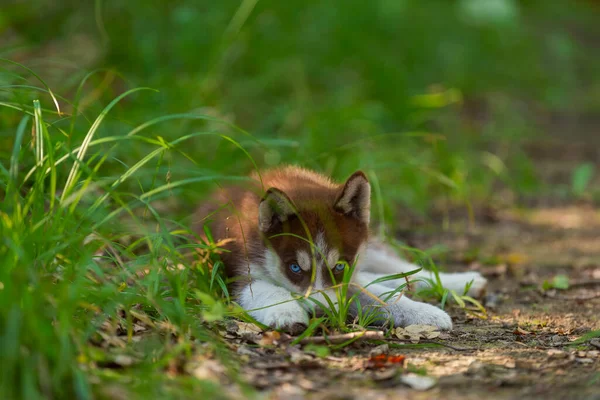 Husky puppy zit op de grond — Stockfoto