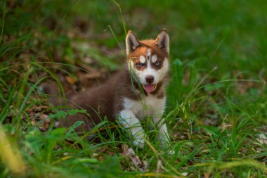 Husky köpek yavrusu yerde oturuyor