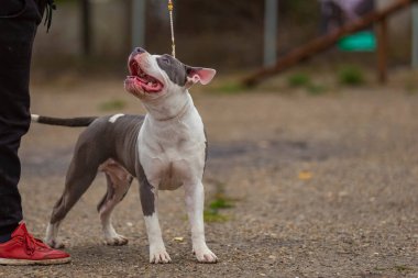 Pit bull terrier köpeği parkta oturuyor.