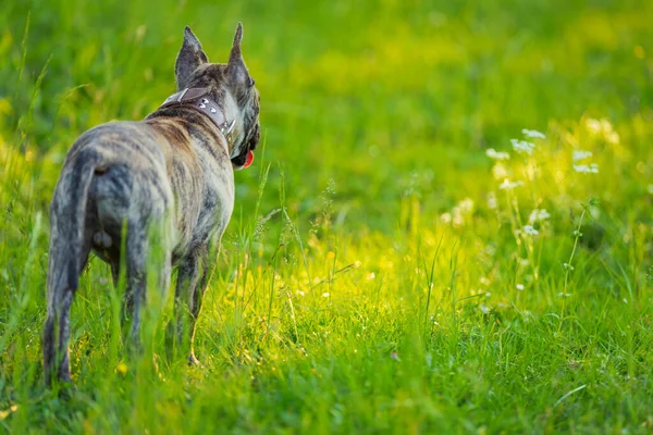 Chien de pataugeoire en pleine nature — Photo