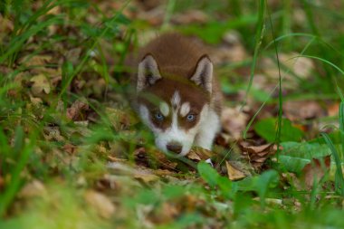 Husky köpek yavrusu yerde oturuyor