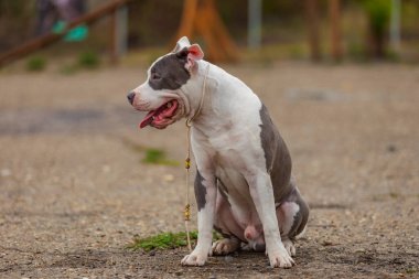 Pit bull terrier köpeği parkta oturuyor.