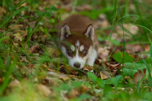 Husky köpek yavrusu yerde oturuyor