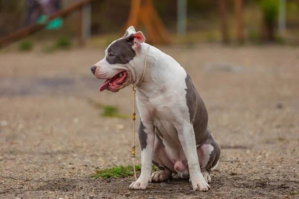 Pit bull terrier dog sitting on the playground — ストック写真