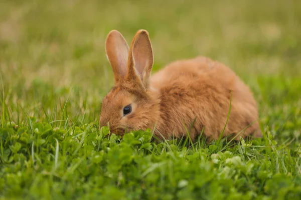 Orange rabbit on the lawn — Stock Photo, Image