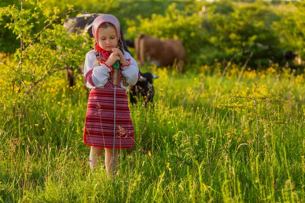 Fille dans une robe ukrainienne pâturages vaches — Photo