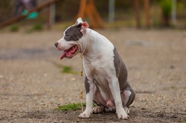 Pit bull terrier köpeği parkta oturuyor.