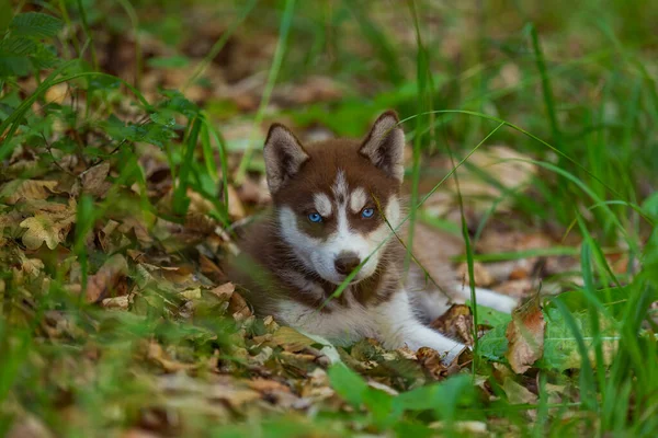 Husky Welpe sitzt auf dem Boden — Stockfoto