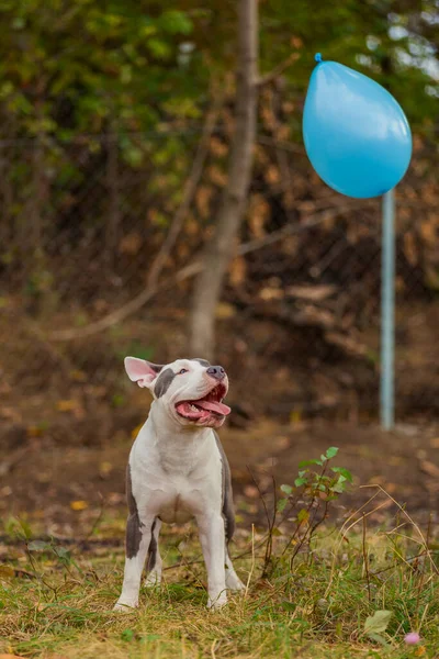Pit bull terrier dog playing with a balloon — ストック写真