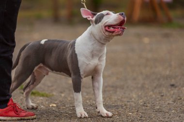 Pit bull terrier köpeği parkta oturuyor.
