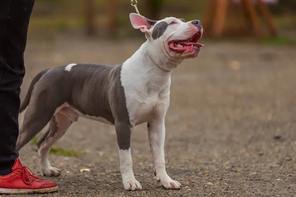 Pit bull terrier dog sitting on the playground — Stock Photo, Image