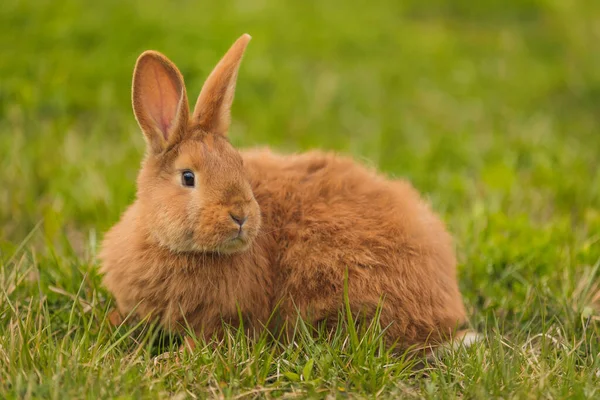 Orange rabbit on the lawn — Stock Photo, Image