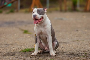 Pit bull terrier köpeği parkta oturuyor.