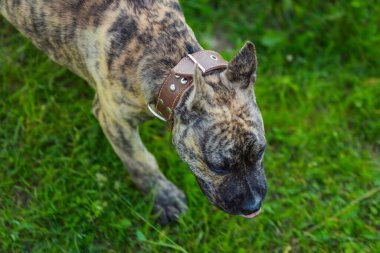 Pidpool köpeği doğada yürüyor.