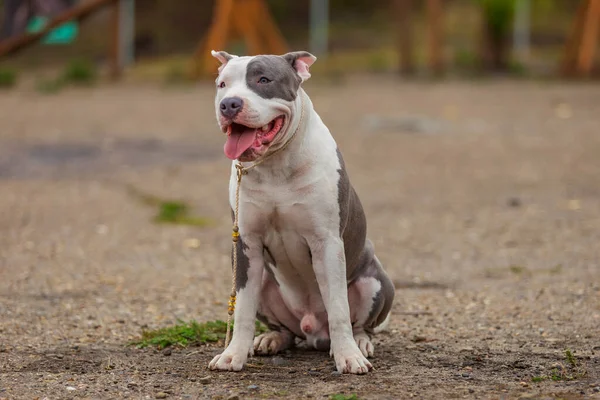 Pit bull terrier dog sitting on the playground — ストック写真