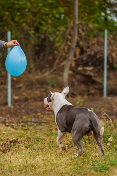 Pit bull terrier dog playing with a balloon — ストック写真