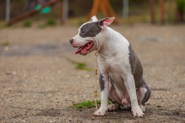Pit bull terrier köpeği parkta oturuyor.