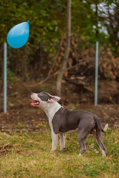 Pit bull terrier dog playing with a balloon — ストック写真