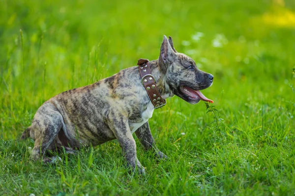 Pidpool cane passeggiare nella natura — Foto Stock