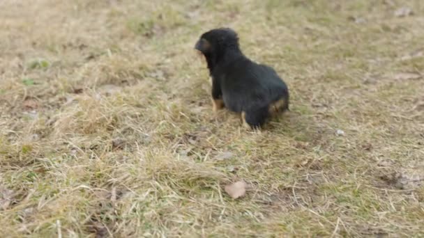 Little puppy running on the grass — Stock Video