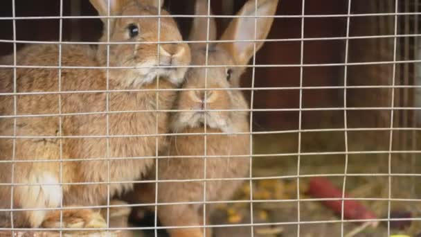 檻の中のウサギ二匹 — ストック動画
